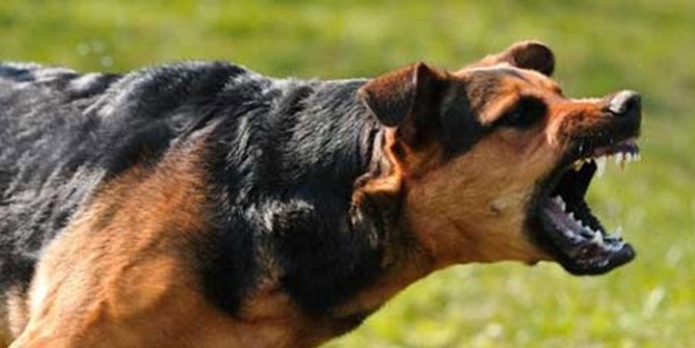 BAŞIBOŞ KÖPEK TERÖRÜ NEDEN ÇÖZÜLEMİYOR! Sebepleri, Sonuçları ve Çözüm Önerileri!